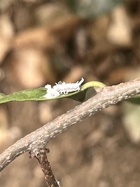 What Are These Little Caterpillars That Look Like Bird Poop Southern