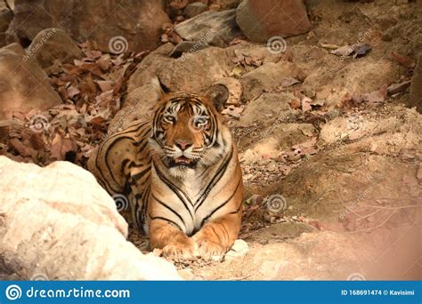 A Female Royal Bengal Tiger Stock Photo Image Of Enjoy Bengal 168691474