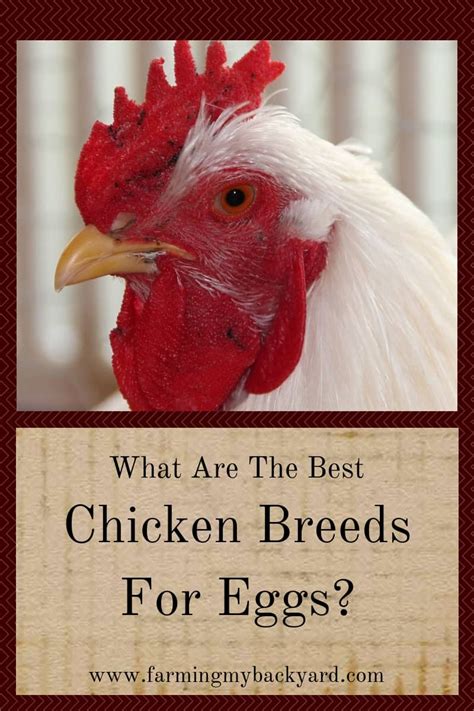 Of all the french chicken breeds, la flèche is said to have the best quality meat. What Are The Best Chicken Breeds For Eggs? - Farming My ...