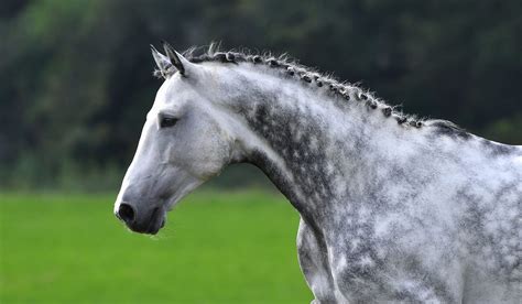 Dark Dapple Grey Horse