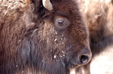 Bison Are Our New National Mammal Heres What You Can And Cant Do