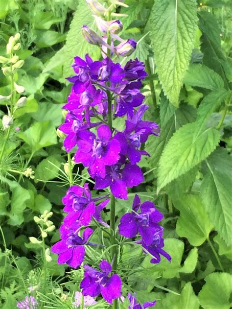 Photo Of The Bloom Of Larkspur Consolida Ajacis Posted By