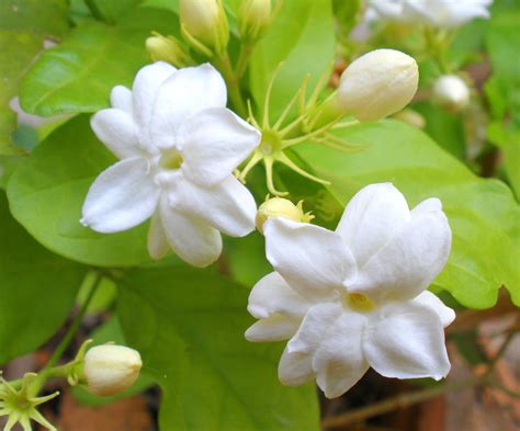 Arabian Jasmine Blossoms Gardenias Jasminum Sambac Arabian Jasmine