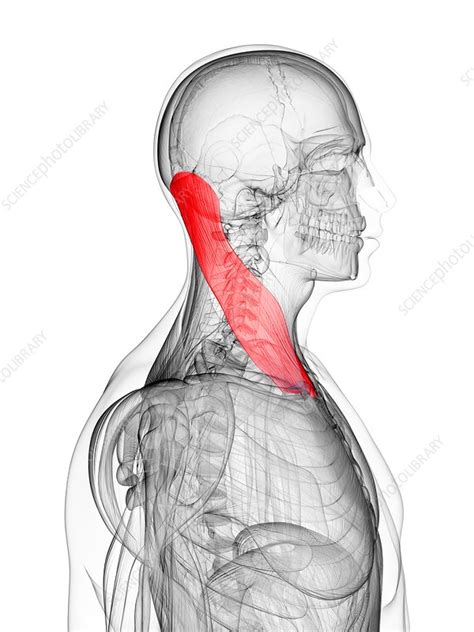 Neck Muscle Artwork Stock Image F006 3444 Science Photo Library