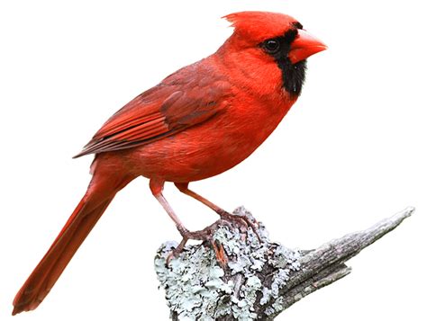 Wild About Cardinals Wild About Birds