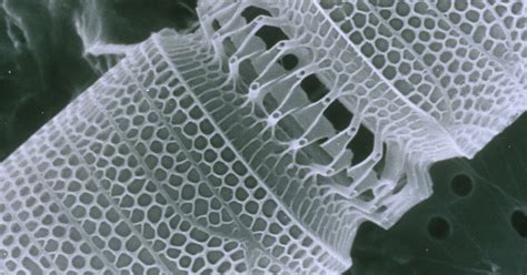 Diatoms An Evolutionary Mystery Come Into Nano Focus Evolution News