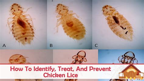How To Identify Treat And Prevent Chicken Lice The Happy Chicken Coop