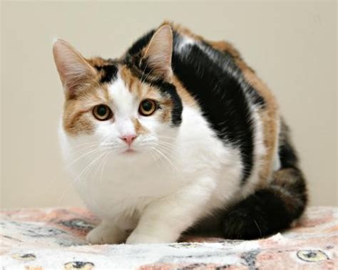Adopt Libby A Calico Or Dilute Calico Domestic Shorthair Short Coat