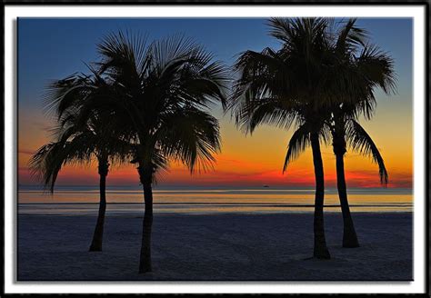 Palm Tree Sunset By Guy Schmickle Palm Tree Sunset Florida Palm