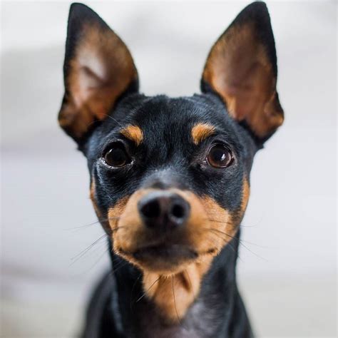 Min Pin Chihuahua Terrier Mix Pets Lovers