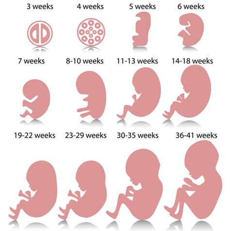 List Pictures Stages Of Pregnancy Month By Month Pictures Superb
