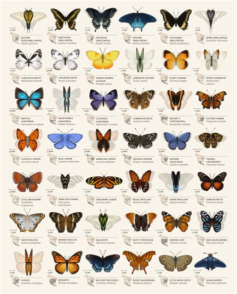 Butterfly Identification Chart On Behance