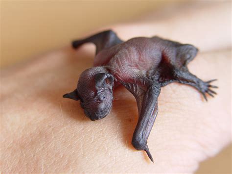 A bumblebee bat is the smallest bat. Bats aren't as creepy as you think — here are 5 of the ...