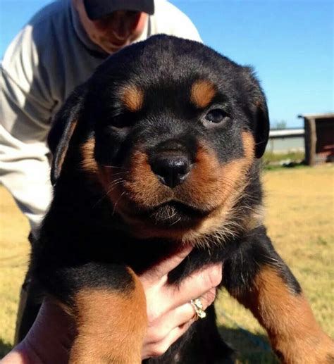 Too Cute Rottweiler Lovers Rottweiler Puppies Rottie Rottweilers Cover Pics New Theme