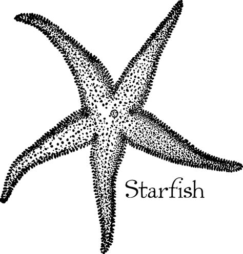 Vintage Beach Art Starfish Drawing With Typography Click For Instant