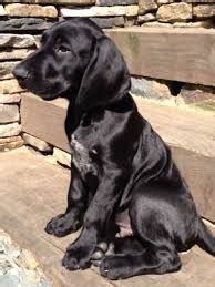 Black german shorthaired pointers seem to be the most sought after, followed by the black and. Image result for black german shorthaired pointer | German Shorthaired Pointer | German ...