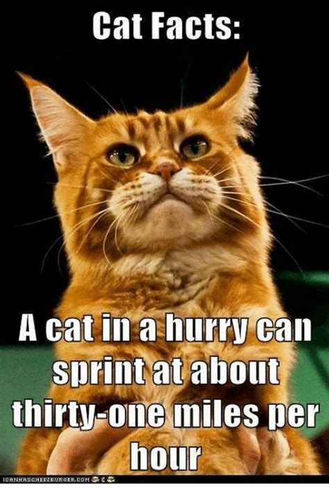 Funny Cat Memes Best Cute Kitten Meme And Pictures Funny Cat Memes