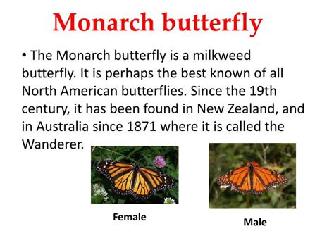 Ppt Monarch Butterfly Powerpoint Presentation Free Download Id2227462