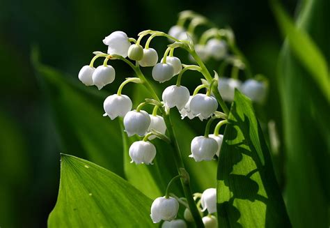 May Birth Flower Lily Of The Valley Proflowers Blog