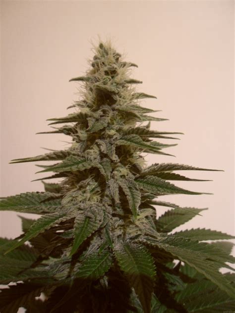 Strain Gallery White Berry Paradise Seeds Pic 24101218576111081 By