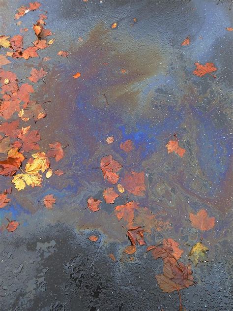 Autumn Puddle Photograph By John Norman Stewart Fine Art America