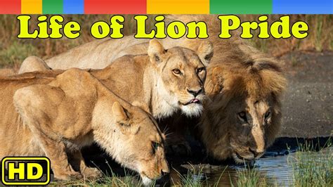 Lion Documentary Okavango Delta Life Of Lion Pride In Kalahari Desert Nat Geo Wild