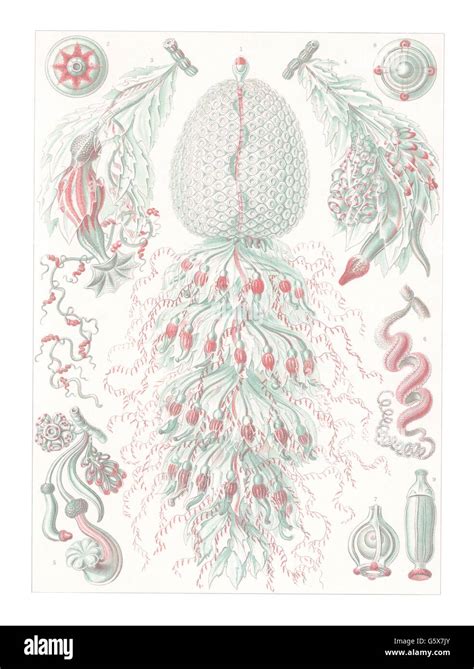 Siphonophorae Von Ernst Haeckel Fotos Und Bildmaterial In Hoher