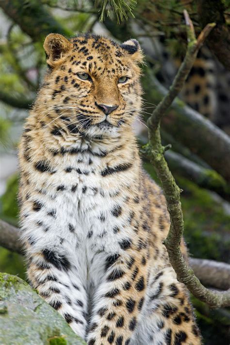 Posing Leopardess Portrait Of The Mother Amur Leopard Pos Tambako