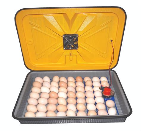 60 Eggs Automatic Chicken Egg Incubator At Rs 5999 Egg Incubator In