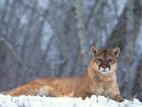 Beautiful free photos of for your desktop. The Puma | A Beautiful Wild Animal | The Wildlife