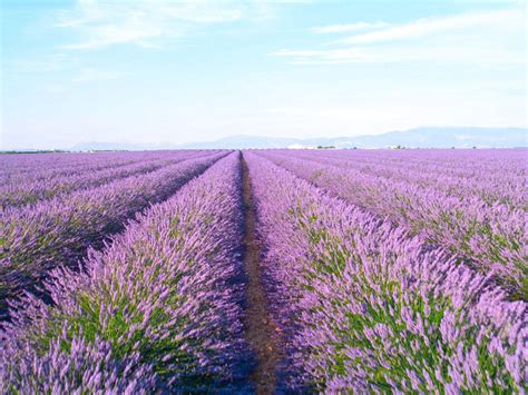 Lavender Farming Tips On Growing A Field Of Lavender