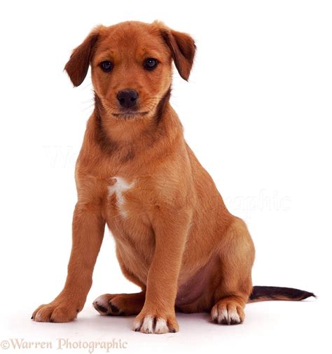 Dog Brown Puppy Sitting Photo Wp05043