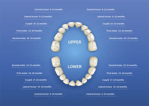 The Different Types Of Teeth Kidzsmile Dentistry