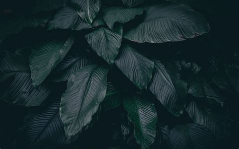 Dark Leaf Wallpaper 4k Download Wallpaper 3840x2400 Leaves Green Dark