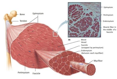 Skeletal Muscle Organization Images And Photos Finder