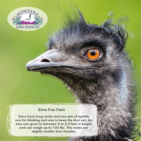 Fun Fact No 2 Emu Emu Oil Fun Facts