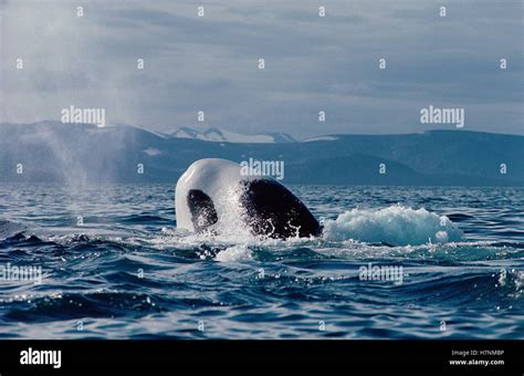 Bowhead Whale Balaena Mysticetus Juvenile Basking At Surface Baffin