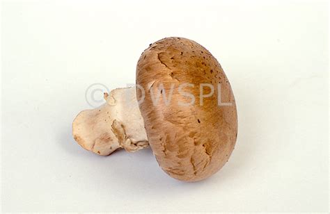 Swiss Brown Mushroom Agaricus Bisporus Also Known As Cremini Honey