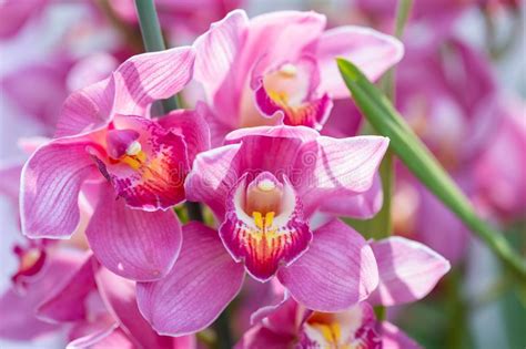 Orchid Flower In Orchid Garden At Winter Or Spring Day For Beauty And Agriculture Design