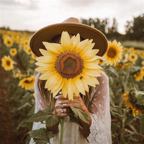 24 Sunflower Field Photoshoot Ideas And Creative Poses Daftsex Hd