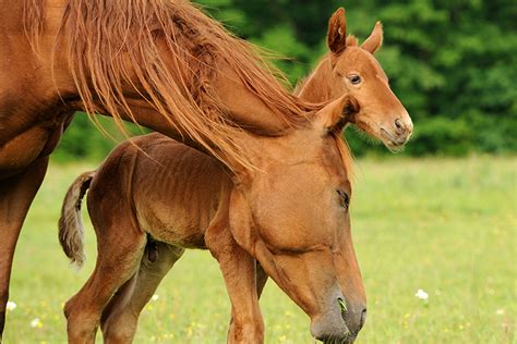 Principais Cuidados Com Os Potros Recém Nascidos Criação De Cavalos