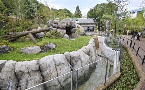 Tokyo Zoo Reveals New Panda Enclosure
