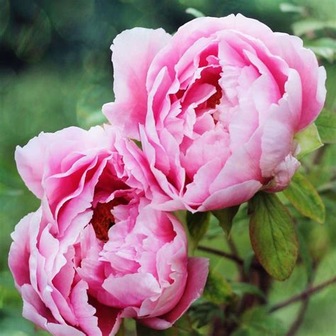 12 Surprising Facts All Peony Enthusiasts Should Know In 2020 Growing Peonies Flowers