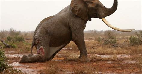Bull Elephant Makes Miraculous Recovery After Being Struck By A Poacher