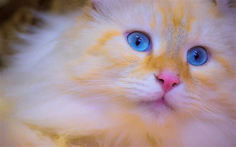 Beautiful Blue Eyed Cat Persian Fluffy Cats Blue Eyes Animals Hd