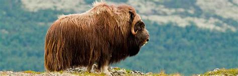 Musk Ox Animal Facts And Information