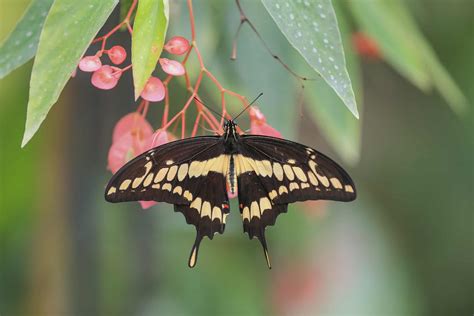 10 Types Of Black And Yellow Butterfly With Pictures And Identification