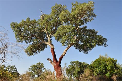 the cork oak portugal s magical tree mimove