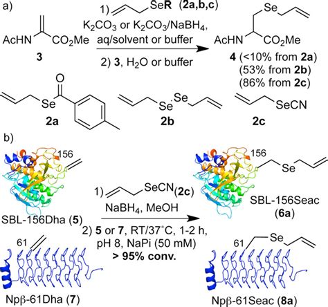 rapid cross metathesis for reversible protein modifications via chemical access to se allyl
