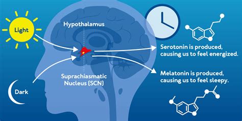 Circadian Rhythm What It Is Why Its Important And How To Fix